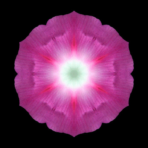 Morning Glory Mandala by David Bookbinder